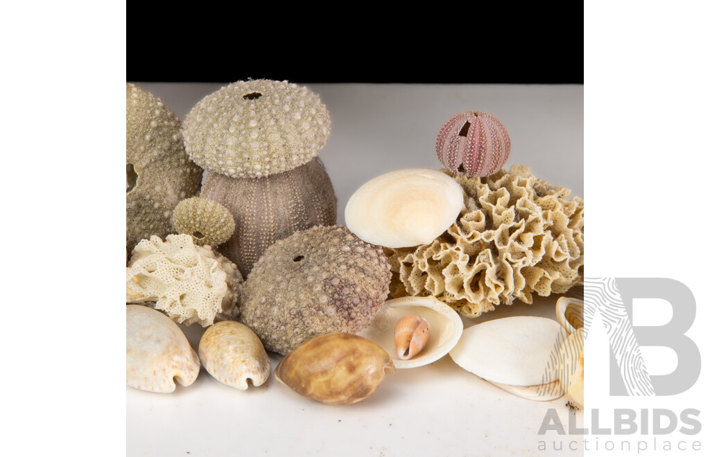 Collection Local Australian Seashells Including Spiny Murex and More