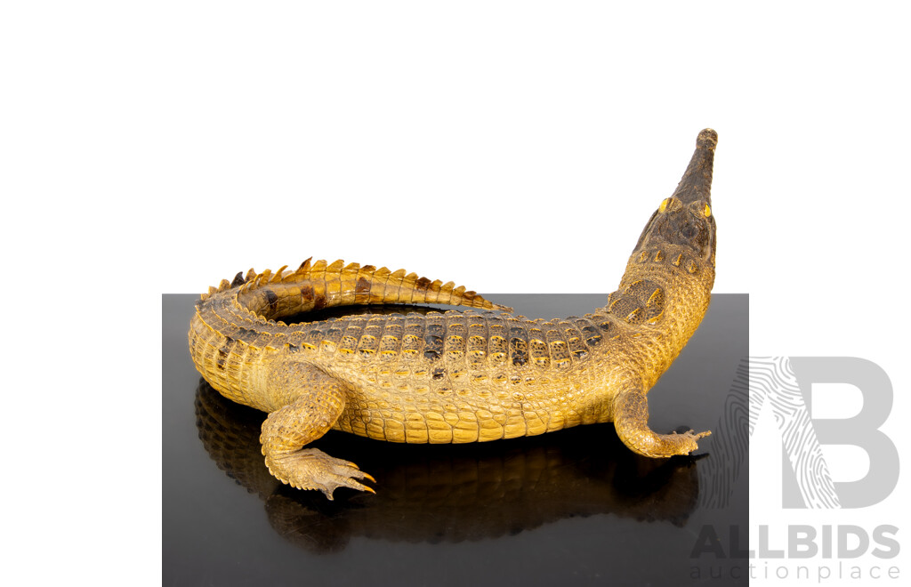 Vintage Australian Taxidermy Crocodile Figure