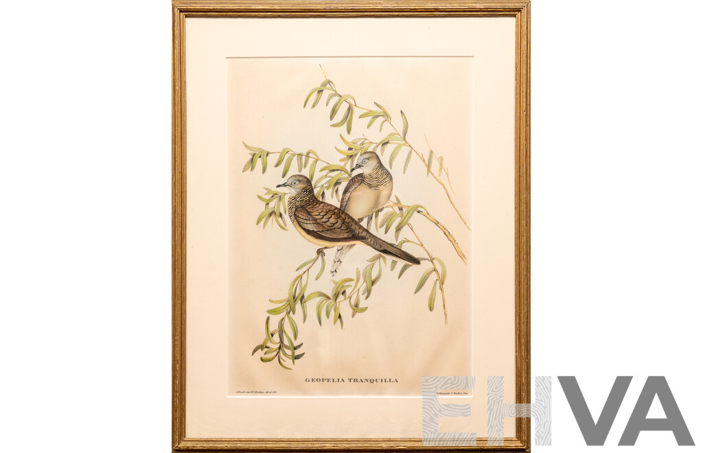 John Gould, (19th C., British, 1804-1881) & Henry Constantine Richter (18th C., British, 1821-1902), Geopelia Tranquila [Peaceful Dove], Lovely Antique Lithograph, 50 x 40 cm (frame)