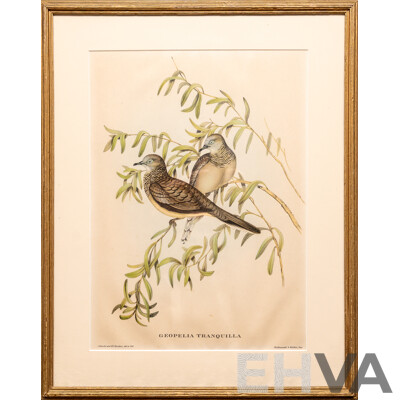 John Gould, (19th C., British, 1804-1881) & Henry Constantine Richter (18th C., British, 1821-1902), Geopelia Tranquila [Peaceful Dove], Lovely Antique Lithograph, 50 x 40 cm (frame)