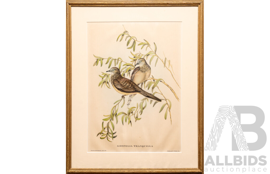 John Gould, (19th C., British, 1804-1881) & Henry Constantine Richter (18th C., British, 1821-1902), Geopelia Tranquila [Peaceful Dove], Lovely Antique Lithograph, 50 x 40 cm (frame)