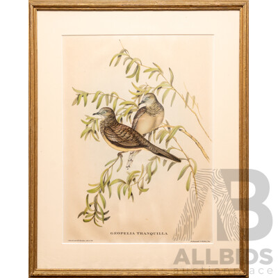 John Gould, (19th C., British, 1804-1881) & Henry Constantine Richter (18th C., British, 1821-1902), Geopelia Tranquila [Peaceful Dove], Lovely Antique Lithograph, 50 x 40 cm (frame)