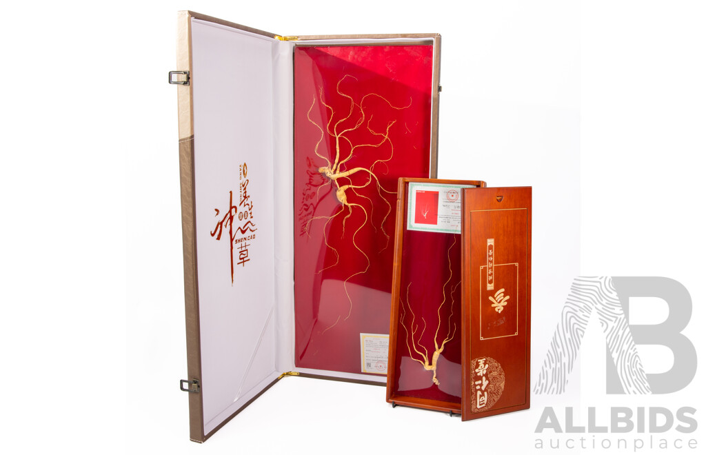 Large Wild Ginseng in Presentation Case by Yang Sheng Zhen Pin with Certificate Along with Another Smaller Example