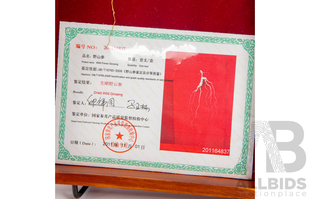 Large Wild Ginseng in Presentation Case by Yang Sheng Zhen Pin with Certificate Along with Another Smaller Example