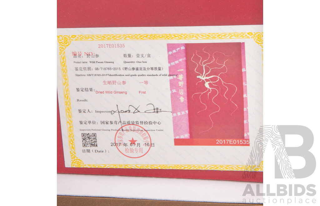 Large Wild Ginseng in Presentation Case by Yang Sheng Zhen Pin with Certificate Along with Another Smaller Example