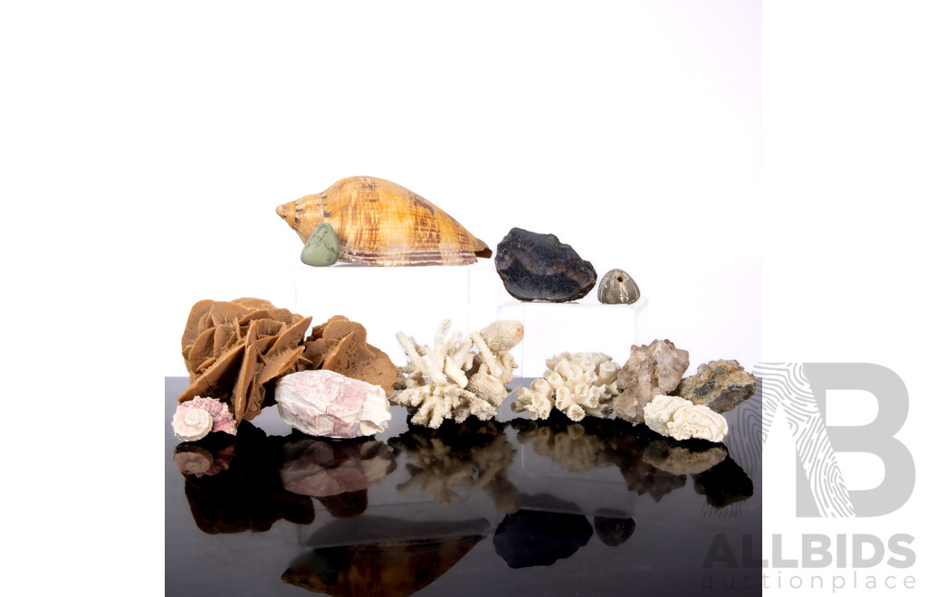 Collection Natural History Specimens Including Desert Rose Gypsum, Seashells, Coral Pieces and More