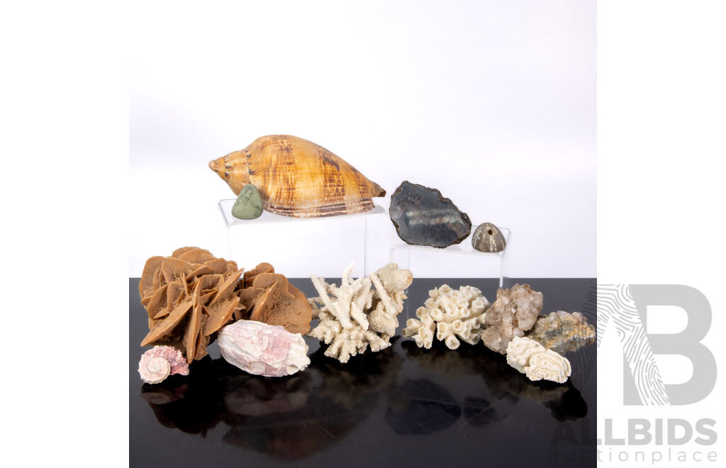 Collection Natural History Specimens Including Desert Rose Gypsum, Seashells, Coral Pieces and More