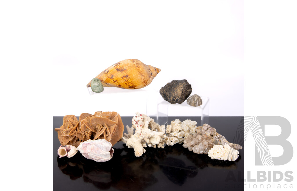 Collection Natural History Specimens Including Desert Rose Gypsum, Seashells, Coral Pieces and More