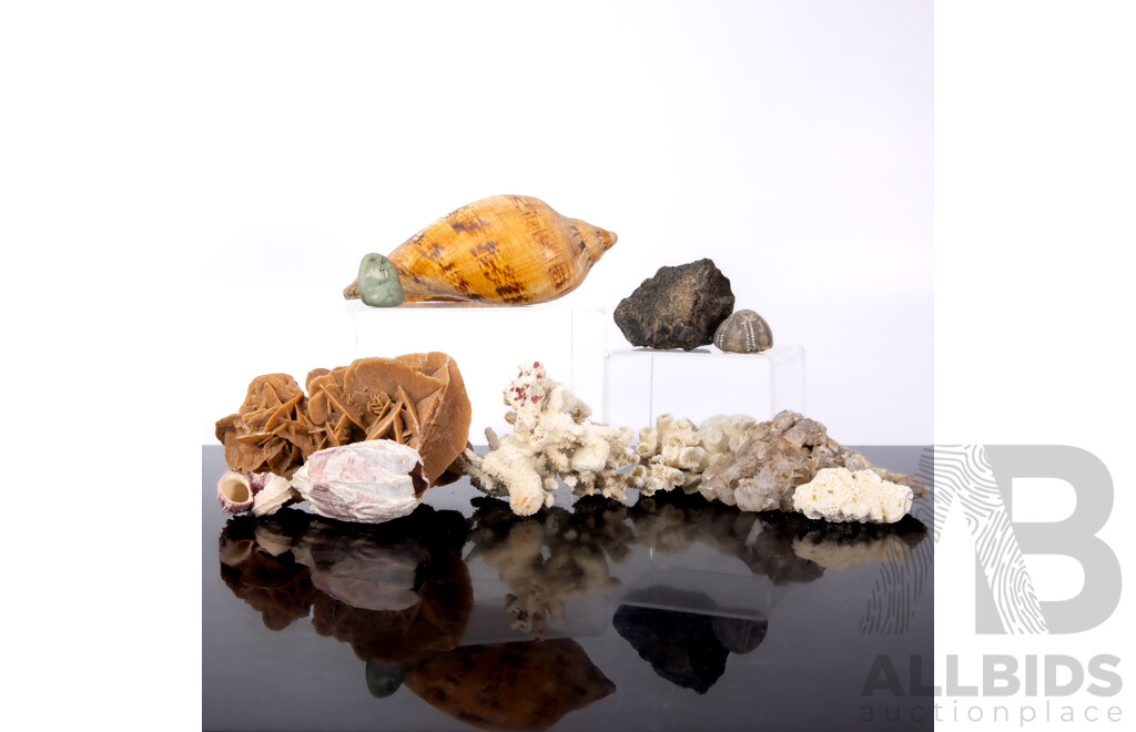 Collection Natural History Specimens Including Desert Rose Gypsum, Seashells, Coral Pieces and More