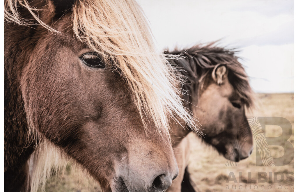 Artist Unknown, (20th Century), Pair of Ponies, Beautiful Reproduction Canvas Print of Original Colour Photograph, 59 x 89 cm