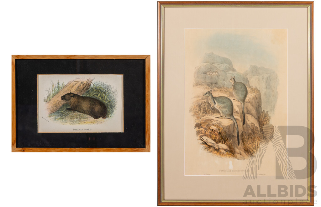 Petrogale Brachyotis & Tasmanian Wombat, Pair of Antique Coloured Steel Engraving Prints, 64 x 50 cm (frame largest) (2)