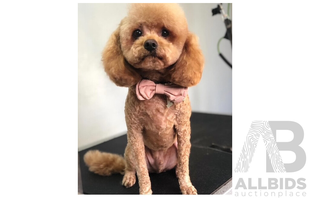 L41 - FUR by Marisha $100 Voucher