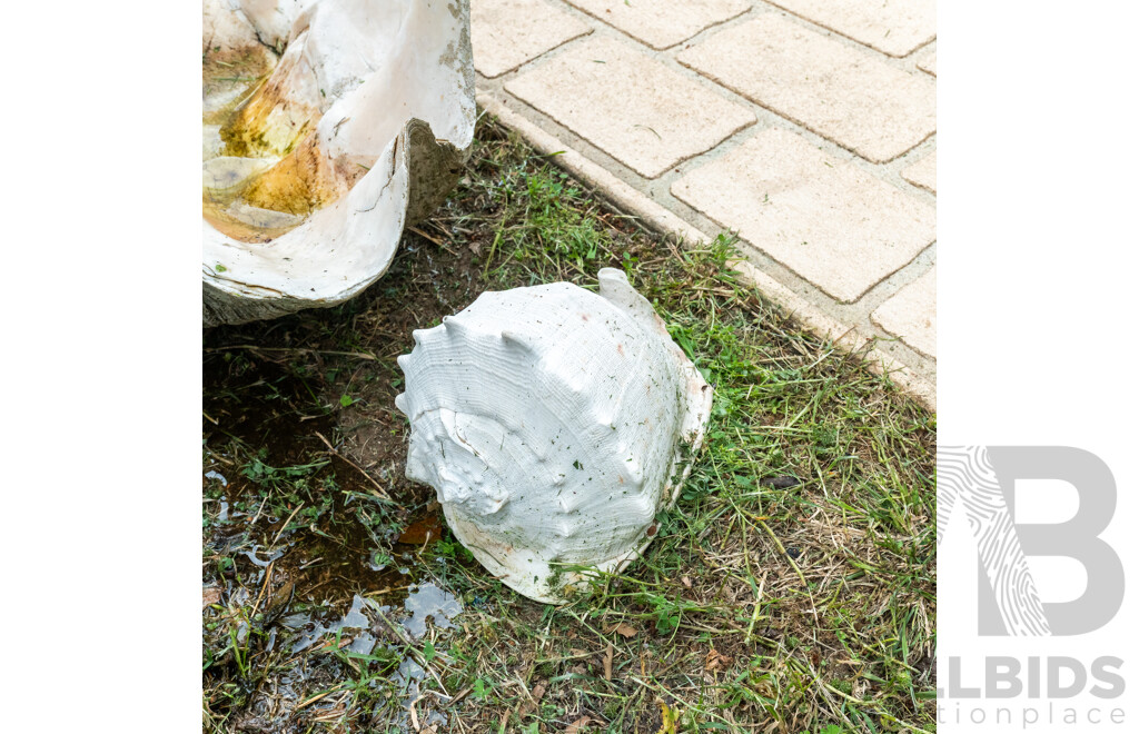 Large Giant Clam Shell with Two Seashells