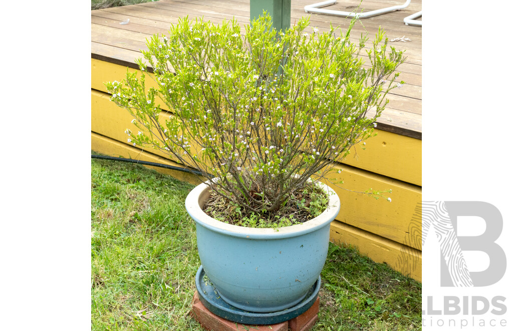 Large Glazed Planter with Diosma