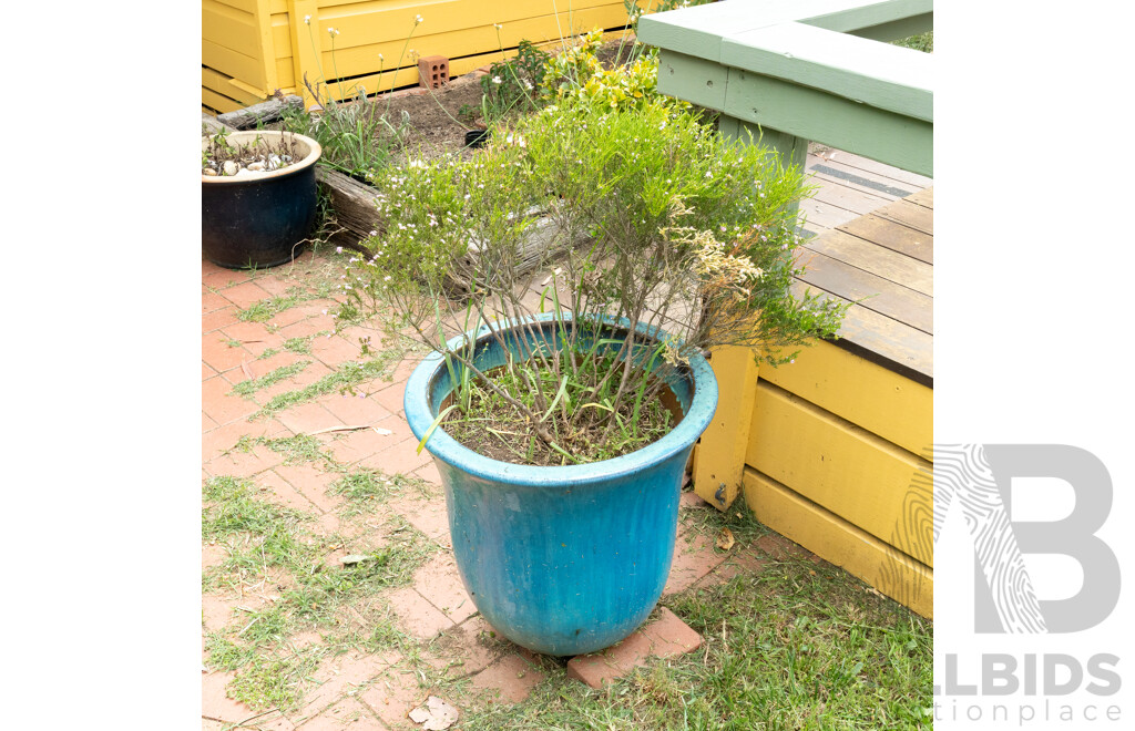 Large Glazed Planter with Flowering Diosma
