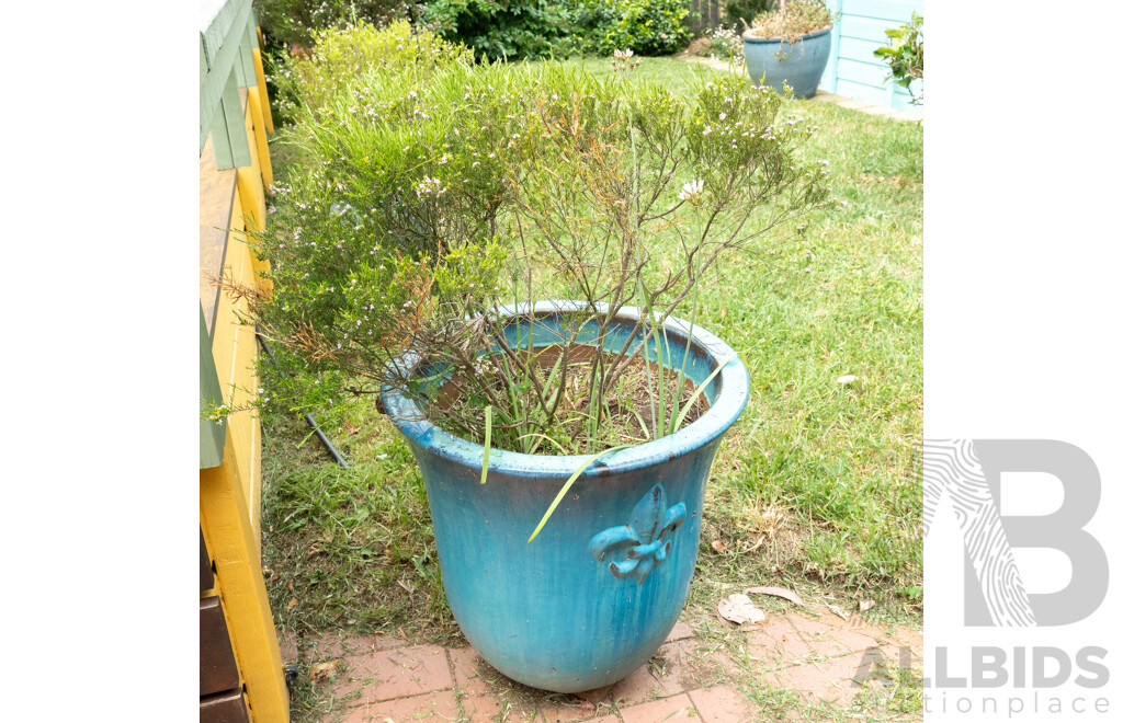 Large Glazed Planter with Flowering Diosma
