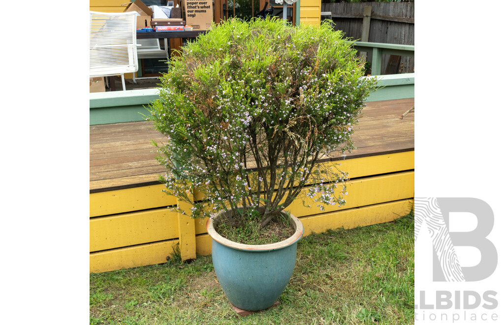 Large Glazed Planter with Flowering Diosma