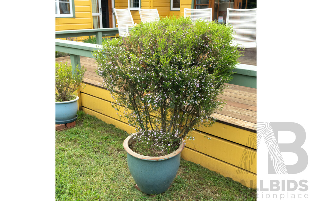 Large Glazed Planter with Flowering Diosma