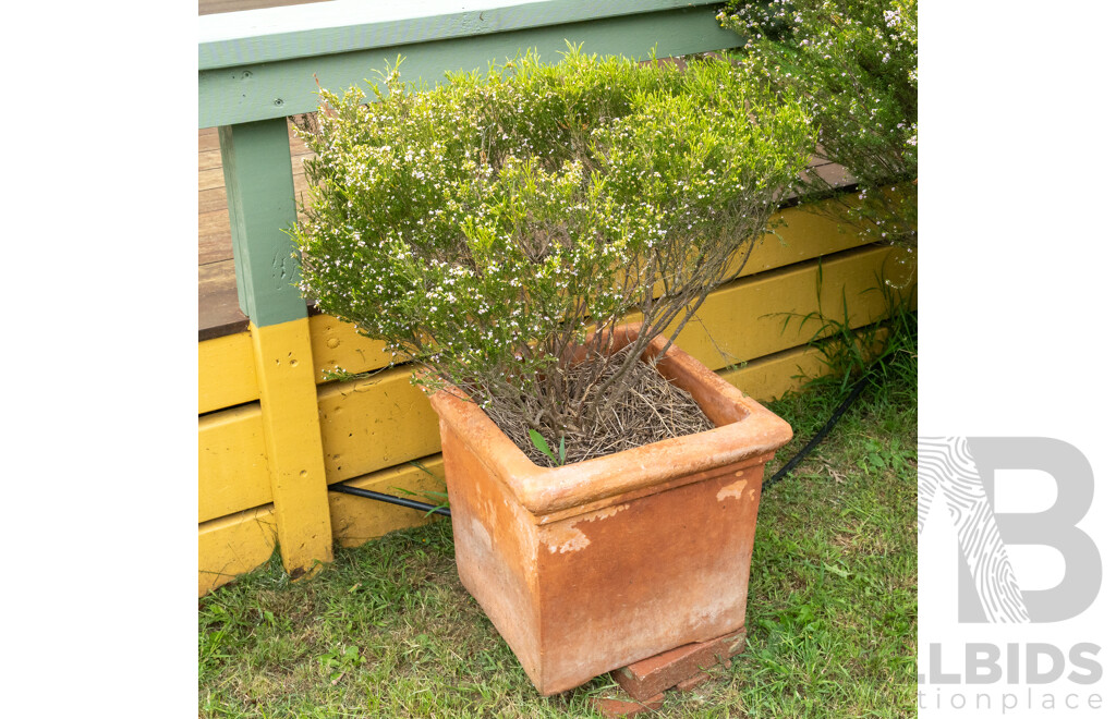 Large Terracotta Planter with Flowering Diosma