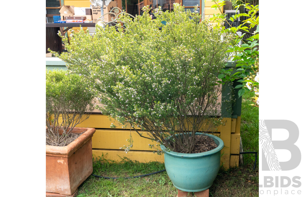 Large Glazed Planter with Flowering Diosma