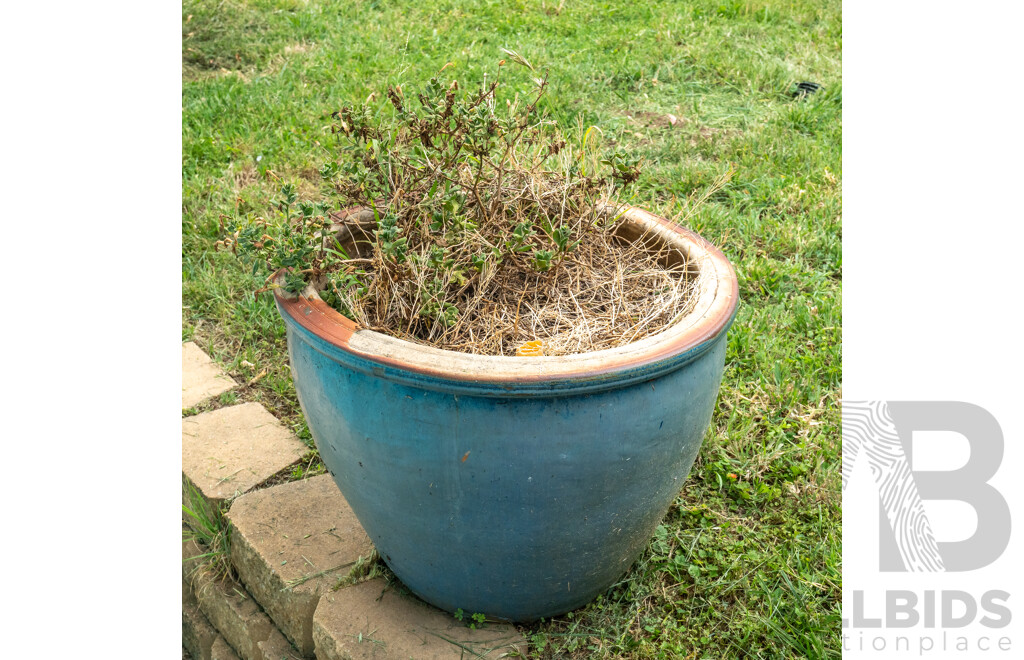 Large Glazed Planter with Petunias