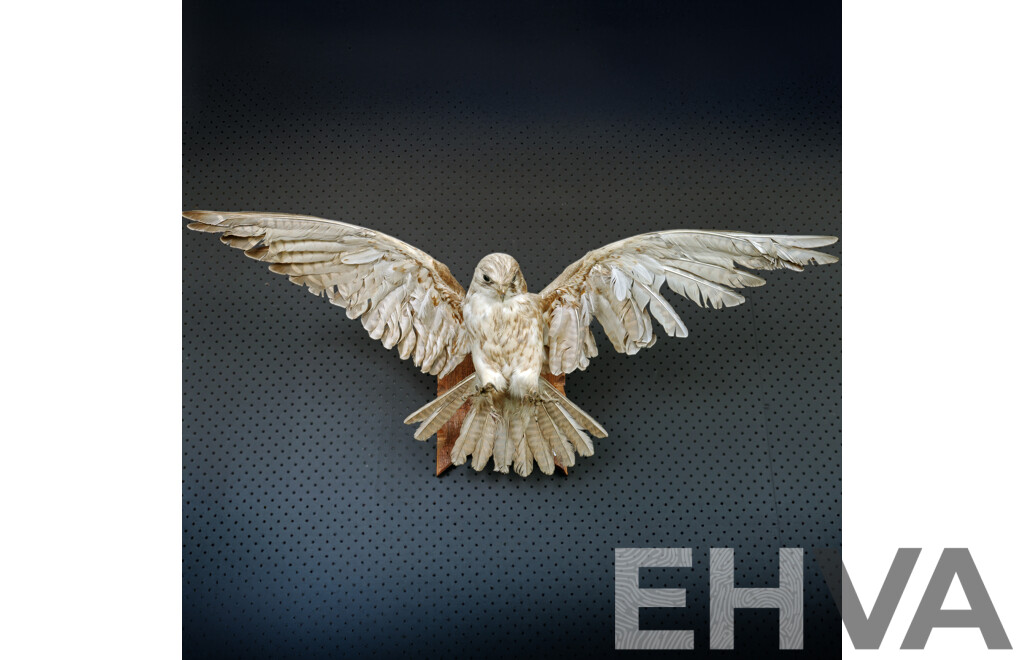 Mounted Taxidermy Australian Kestrel