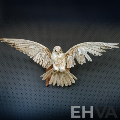 Mounted Taxidermy Australian Kestrel