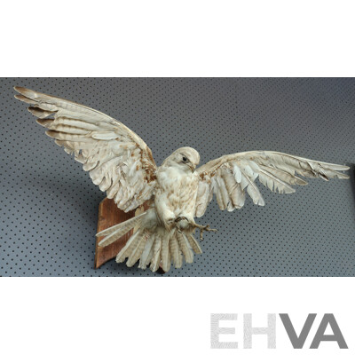 Mounted Taxidermy Australian Kestrel