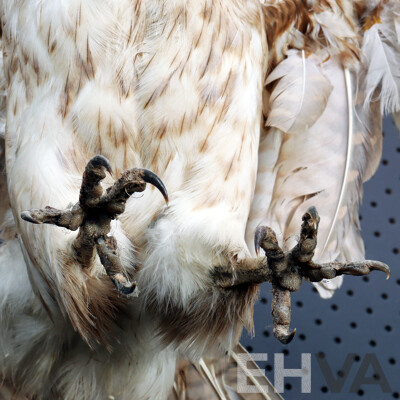 Mounted Taxidermy Australian Kestrel