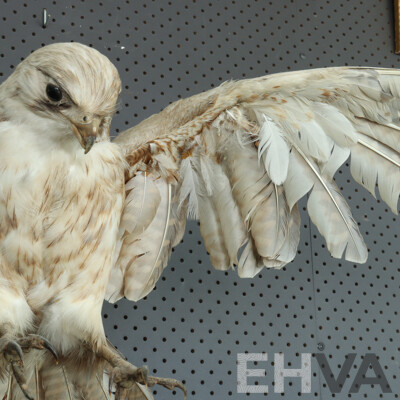 Mounted Taxidermy Australian Kestrel