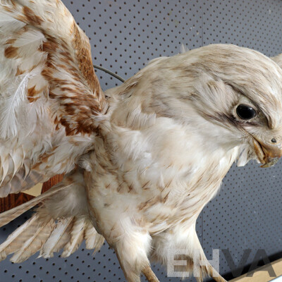 Mounted Taxidermy Australian Kestrel