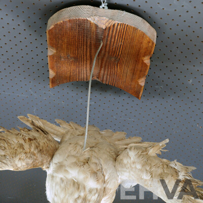 Mounted Taxidermy Australian Kestrel