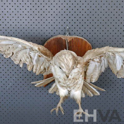 Mounted Taxidermy Australian Kestrel