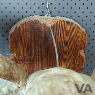 Mounted Taxidermy Australian Kestrel