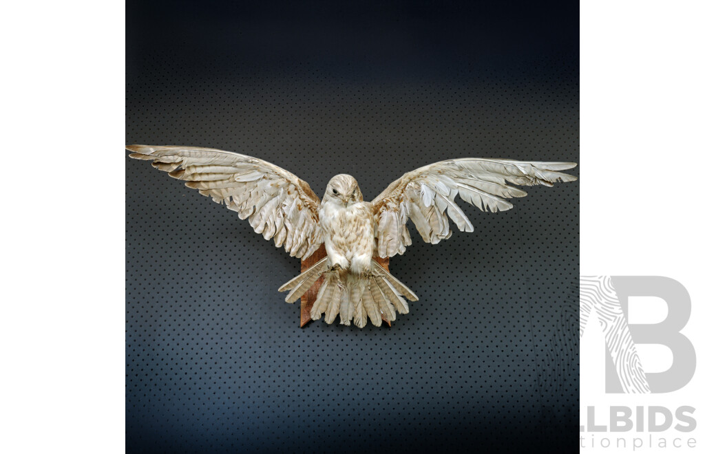 Mounted Taxidermy Australian Kestrel