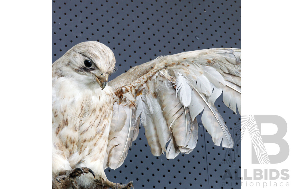 Mounted Taxidermy Australian Kestrel