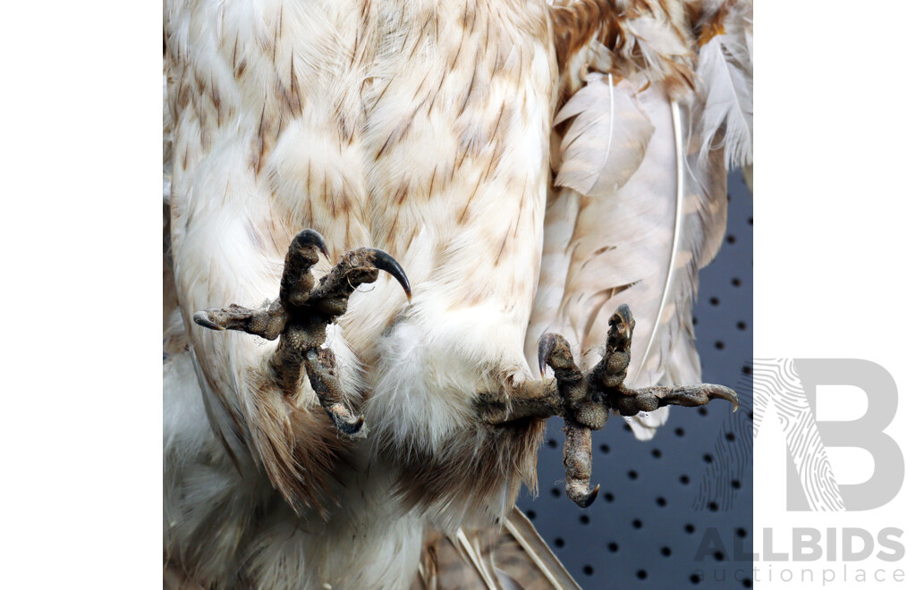 Mounted Taxidermy Australian Kestrel