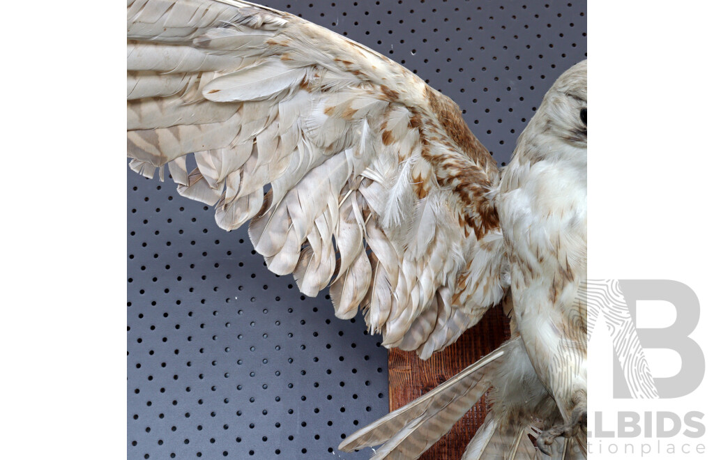 Mounted Taxidermy Australian Kestrel