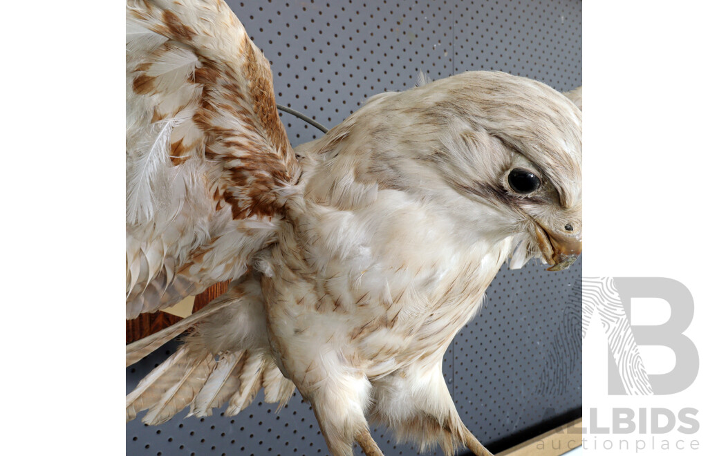 Mounted Taxidermy Australian Kestrel