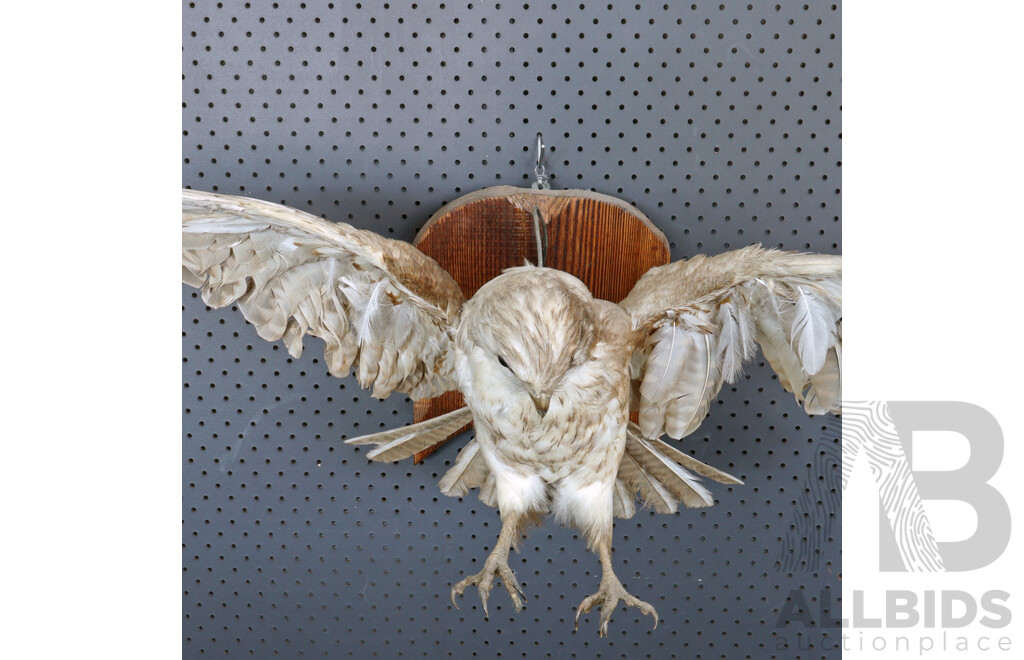 Mounted Taxidermy Australian Kestrel