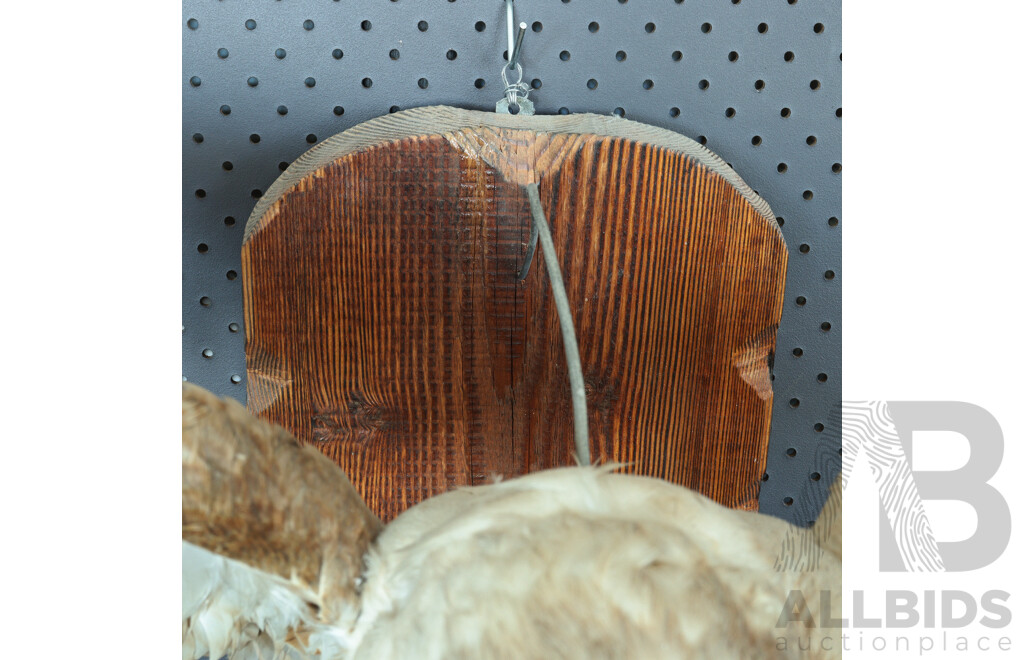 Mounted Taxidermy Australian Kestrel