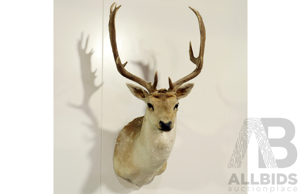 Taxidermy Deer Shoulder Mount