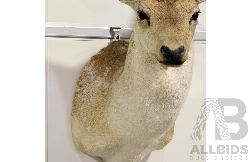 Taxidermy Deer Shoulder Mount