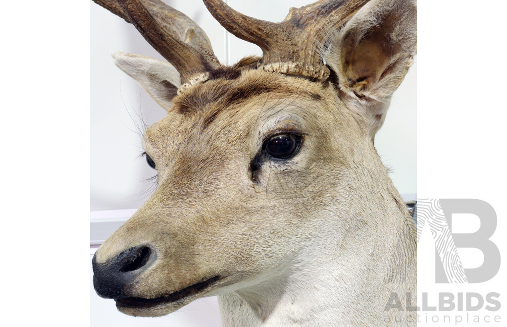 Taxidermy Deer Shoulder Mount