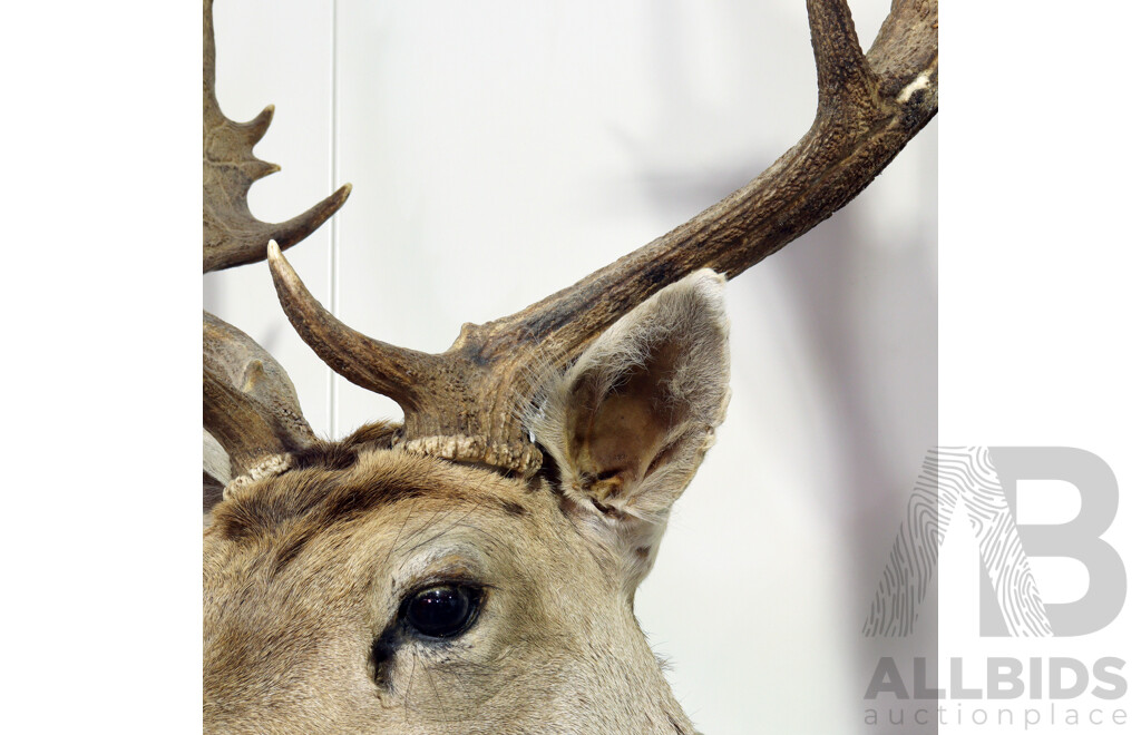 Taxidermy Deer Shoulder Mount