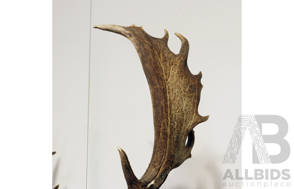 Taxidermy Deer Shoulder Mount