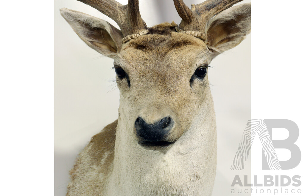 Taxidermy Deer Shoulder Mount