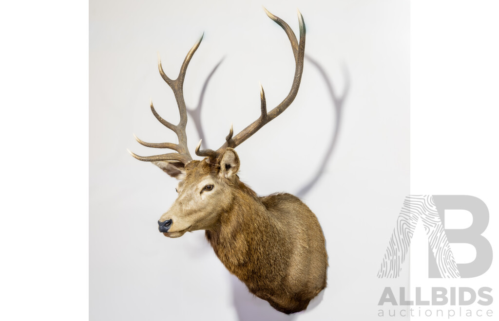 Large Trophy Mount Taxidermy Deer