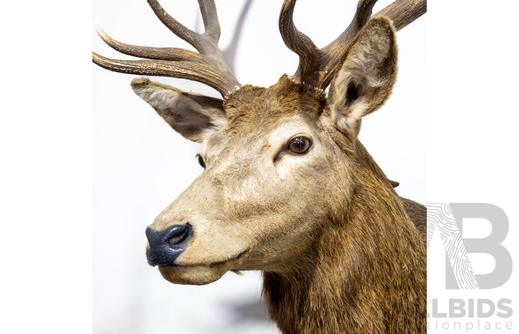 Large Trophy Mount Taxidermy Deer
