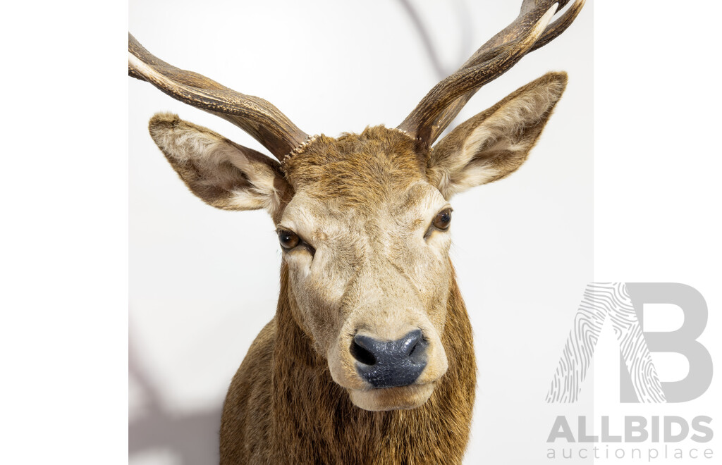 Large Trophy Mount Taxidermy Deer